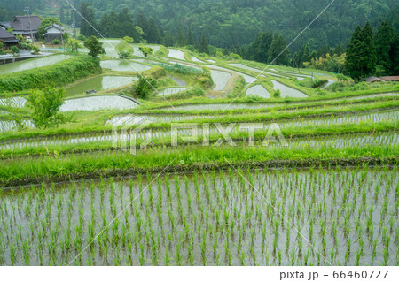 滋賀県高島市畑の棚田の風景を撮影 滋賀県高島市畑の棚田の風景を撮影 66460727