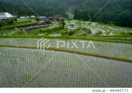滋賀県高島市畑の棚田の風景を撮影 滋賀県高島市畑の棚田の風景を撮影 66460771