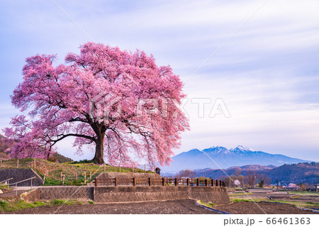 【山梨県】わに塚の桜(わにづかのさくら) 【山梨県】わに塚の桜(わにづかのさくら) 66461363