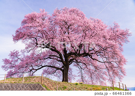 【山梨県】わに塚の桜(わにづかのさくら) 【山梨県】わに塚の桜(わにづかのさくら) 66461366