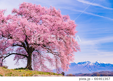 【山梨県】わに塚の桜（わにづかのさくら） 66461367