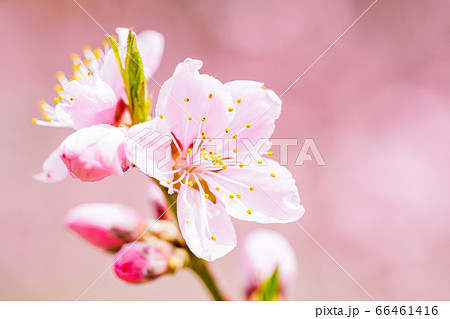 桃の花 66461416