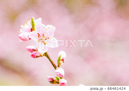 桃の花 桃の花 66461424
