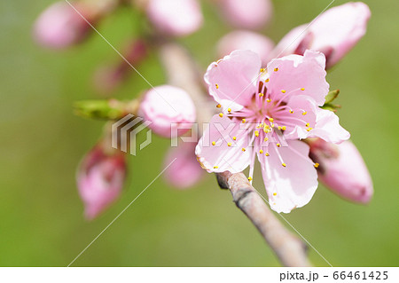 桃の花 66461425