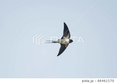 野鳥 ツバメ 野鳥 ツバメ 66461570