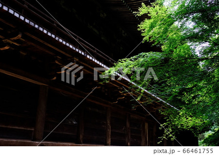 新緑 新緑 66461755