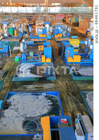 【山口県】下関　唐戸市場 66461791