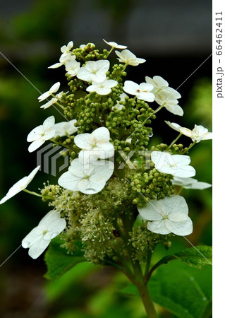 広島県府中市神宮寺のアジサイ 66462411