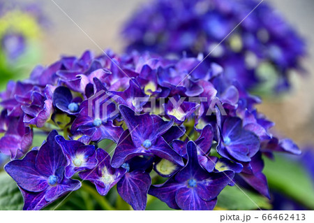 広島県府中市神宮寺のアジサイ 66462413