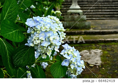 広島県府中市神宮寺のアジサイ 66462419