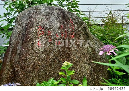 広島県府中市神宮寺のアジサイ 66462425