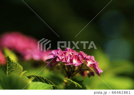 紫陽花と玉ボケ 紫陽花と玉ボケ 66462861