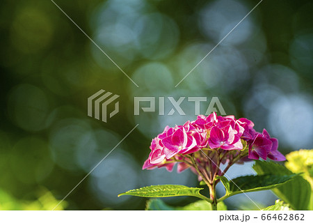 紫陽花と玉ボケ 紫陽花と玉ボケ 66462862
