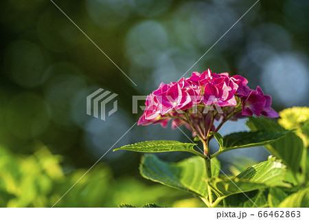 紫陽花と玉ボケの写真素材