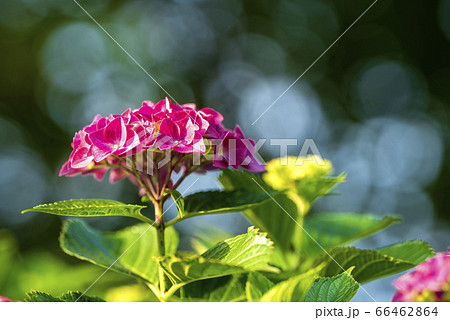 紫陽花と玉ボケ 66462864