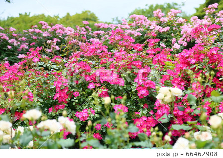 バラの花 ピンクノックアウトの写真素材