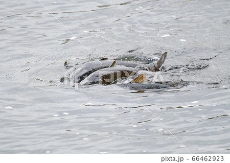 魚 鯉 魚 鯉 66462923