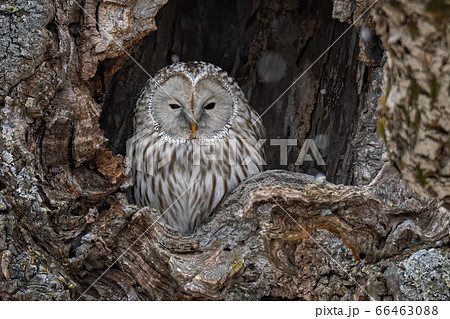 A Great Gray owl perches inside a tree-hole in Hokkaido, Japan A Great Gray owl perches inside a tree-hole in Hokkaido, Japan 66463088