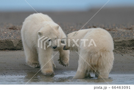 Two polar bears playing with each other in natural habitat Two polar bears playing with each other in natural habitat 66463091