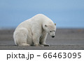 A lonely sad polar bear sitting on the ground with its head down  66463095