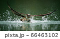 An osprey hunting fish and emerging from the water 66463102