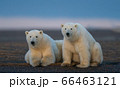 Two cute fluffy polar bears faced camera lying down in natural habitat 66463121