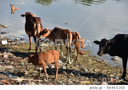 バングラデシュのコックスバザール　海岸沿いの村と海に入る野良犬　砂浜のゴミを食べる牛の家族 66463160