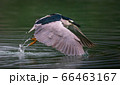 A Great Blue Heron hunting fish over a lake in Taipei, Taiwan 66463167