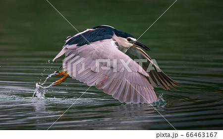 A Great Blue Heron hunting fish over a lake in Taipei, Taiwan 66463167