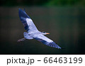 A Great Blue Heron spreading wings while flying over a pond in Taipei, Taiwan 66463199