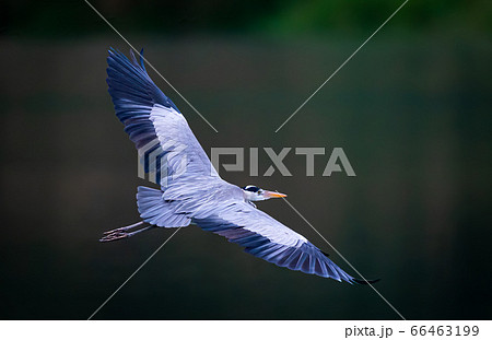 A Great Blue Heron spreading wings while flying over a pond in Taipei, Taiwan 66463199