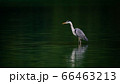 A Great Blue Heron standing at a still lake with reflection in Taipei, Taiwan 66463213