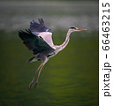 A Great Blue Heron spreading wings while flying over a pond in Taipei, Taiwan 66463215