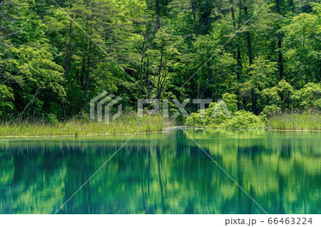 五色沼自然探勝路の新緑風景 るり沼の水辺 福島県北塩原村 五色沼自然探勝路の新緑風景 るり沼の水辺 福島県北塩原村 66463224