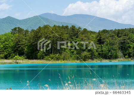 初夏の五色沼自然探勝路の風景　弁天沼と西吾妻山　福島県北塩原村 66463345