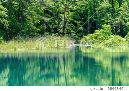 五色沼自然探勝路の新緑風景 るり沼の水辺 福島県北塩原村 五色沼自然探勝路の新緑風景 るり沼の水辺 福島県北塩原村 66463494