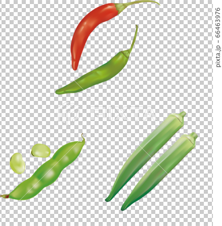 野菜イラスト_トウガラし・サヤエンドウ・オクラ 66463976