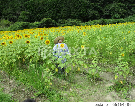 兵庫県佐用町のひまわり畑 兵庫県佐用町のひまわり畑 66464286