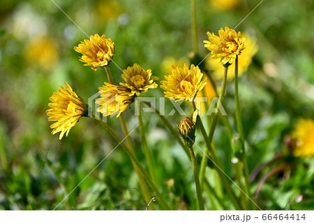 嫁いらず観音のタンポポの花 66464414