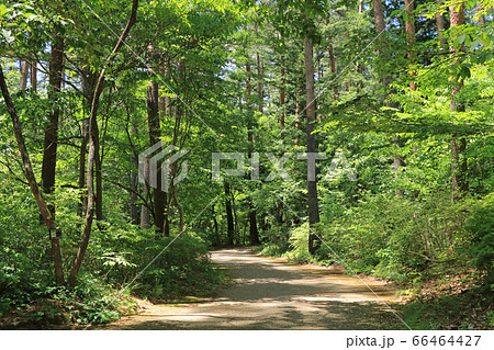 国営アルプスあづみの公園 堀金・穂高地区 森の小道 66464427