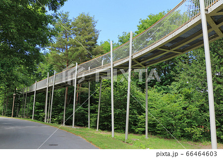 国営アルプスあづみの公園 大町 松川地区 空中回廊の写真素材