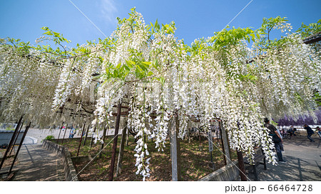 埼玉県　骨波田の白い藤 66464728