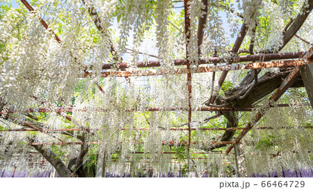 埼玉県　骨波田の白い藤 66464729