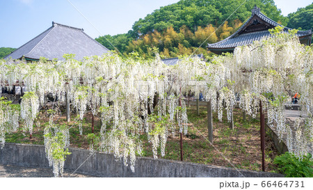 埼玉県 骨波田の白い藤 埼玉県 骨波田の白い藤 66464731