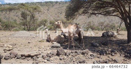 野生動物 野 景色 66464732