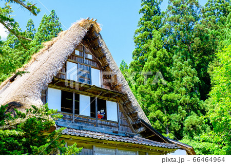 初夏の相倉合掌造り集落 66464964