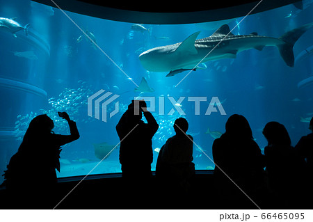 海遊館で観客が撮影 シルエットの写真素材