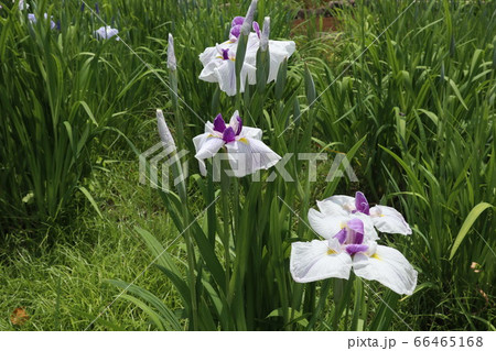 初夏のアヤメ 66465168