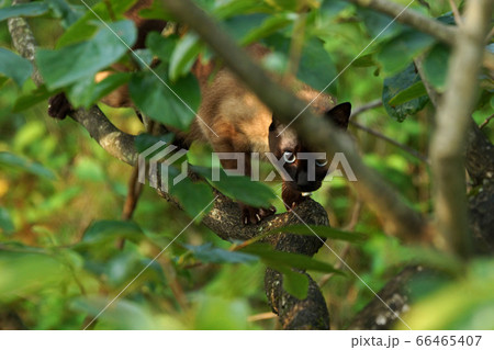 鳥取　四季の散歩　Love cat 66465407