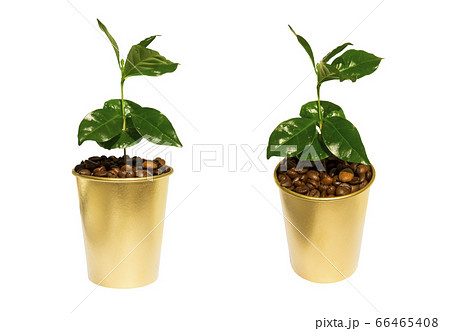 Coffee tree in golden cup 66465408